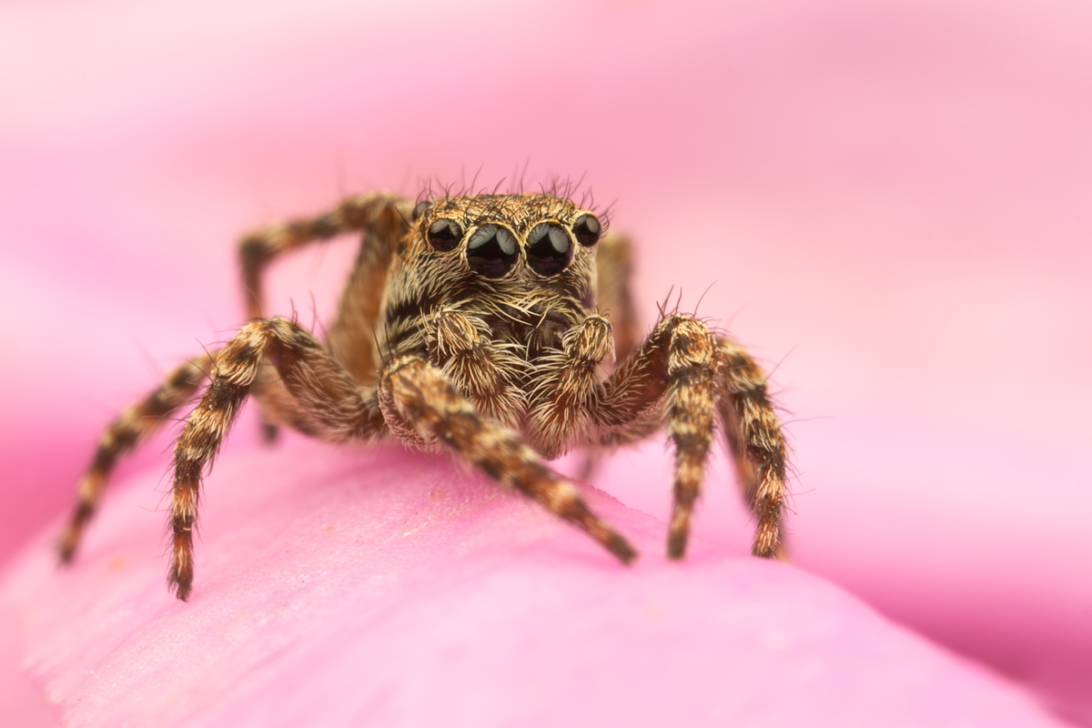 Jumping Spider - Sitticus pubescens 7